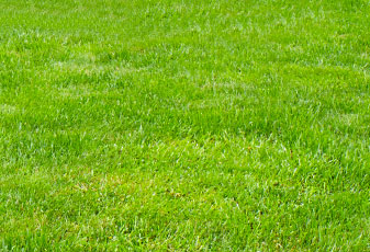 Landscape Maintenance